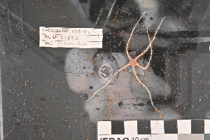  (Ophiacantha adiaphora - PAC2022-035_OY083-038-02)  @11 [ ] CreativeCommons Attribution Non-Commercial (by-nc)  Unspecified Northeast Pacific Deep-Sea Diversity Expedition Partners