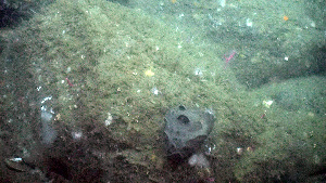  ( - PAC2022-035_OY086-057-01)  @11 [ ] CreativeCommons Attribution Non-Commercial (by-nc)  Unspecified Northeast Pacific Deep-Sea Diversity Expedition Partners