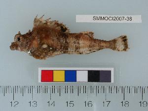  (Hypsagonus quadricornis - SMMOCI2007-38)  @13 [ ] Copyright (2010) Catherine Mecklenburg California Academy of Sciences