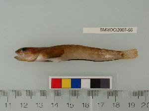  (Bathymasteridae - SMMOCI2007-56)  @14 [ ] Copyright (2010) Catherine Mecklenburg California Academy of Sciences
