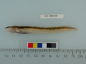  (Gymnelus hemifasciatus - OSHOR08-50)  @14 [ ] Copyright (2010) Catherine Mecklenburg California Academy of Sciences