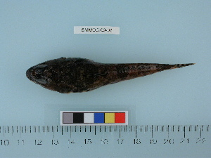  (Gymnocanthus - SMMOCI09-02)  @14 [ ] Copyright (2010) Catherine Mecklenburg California Academy of Sciences