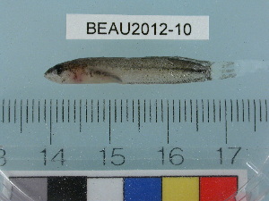  (Stichaeidae - BEAU2012-10)  @15 [ ] Copyright (2012) C. W. Mecklenburg Point Stephens Research