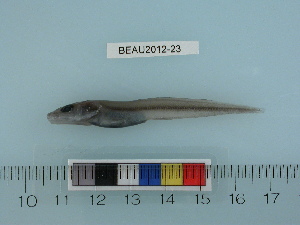  ( - BEAU2012-23)  @13 [ ] Copyright (2012) C. W. Mecklenburg Point Stephens Research