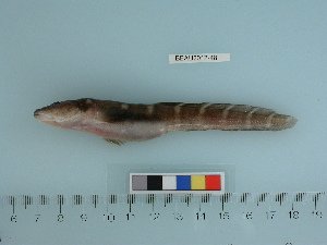  (Zoarcidae - BEAU2012-48)  @15 [ ] Copyright (2012) C. W. Mecklenburg Point Stephens Research