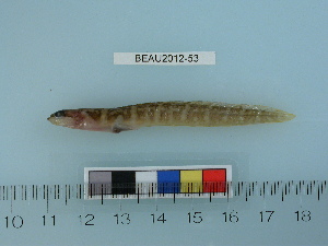  ( - BEAU2012-53)  @12 [ ] Copyright (2012) C. W. Mecklenburg Point Stephens Research