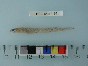  ( - BEAU2012-54)  @13 [ ] Copyright (2012) C. W. Mecklenburg Point Stephens Research