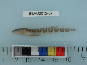  ( - BEAU2012-67)  @13 [ ] Copyright (2012) C. W. Mecklenburg Point Stephens Research