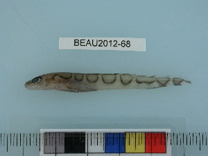  ( - BEAU2012-68)  @13 [ ] Copyright (2012) C. W. Mecklenburg Point Stephens Research