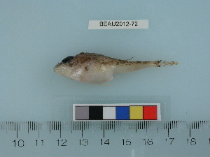  ( - BEAU2012-72)  @13 [ ] Copyright (2012) C. W. Mecklenburg Point Stephens Research
