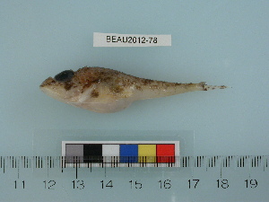  ( - BEAU2012-78)  @13 [ ] Copyright (2012) C. W. Mecklenburg Point Stephens Research