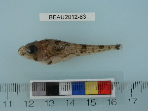  ( - BEAU2012-83)  @13 [ ] Copyright (2012) C. W. Mecklenburg Point Stephens Research
