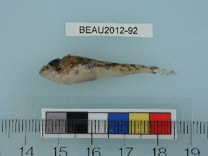  ( - BEAU2012-92)  @13 [ ] Copyright (2012) C. W. Mecklenburg Point Stephens Research