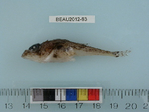  ( - BEAU2012-93)  @13 [ ] Copyright (2012) C. W. Mecklenburg Point Stephens Research