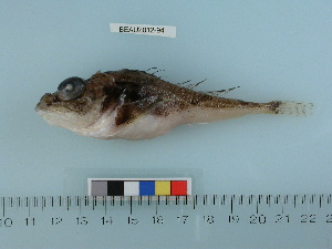  ( - BEAU2012-94)  @13 [ ] Copyright (2012) C. W. Mecklenburg Point Stephens Research