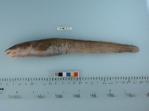  ( - PSRBC12-61)  @13 [ ] Copyright (2012) C. W. Mecklenburg Point Stephens Research