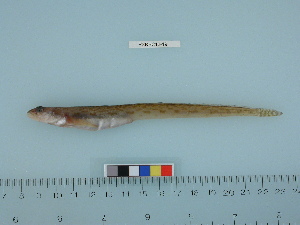  ( - PSRBC12-19)  @13 [ ] Copyright (2012) C. W. Mecklenburg Point Stephens Research