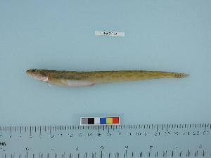  ( - PSRBC12-22)  @13 [ ] Copyright (2012) C. W. Mecklenburg Point Stephens Research