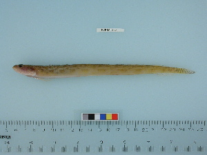  ( - PSRBC12-23)  @13 [ ] Copyright (2012) C. W. Mecklenburg Point Stephens Research