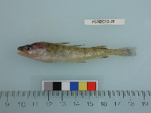  (Eleginus gracilis - PSRBC12-28)  @15 [ ] Copyright (2012) C. W. Mecklenburg Point Stephens Research