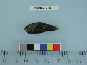  ( - PSRBC12-40)  @12 [ ] Copyright (2012) C. W. Mecklenburg Point Stephens Research