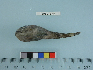  ( - PSRBC12-45)  @12 [ ] Copyright (2012) C. W. Mecklenburg Point Stephens Research