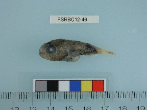  ( - PSRBC12-46)  @12 [ ] Copyright (2012) C. W. Mecklenburg Point Stephens Research