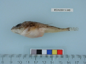  ( - BEAU2011-140a)  @13 [ ] Copyright (2012) C. W. Mecklenburg Point Stephens Research