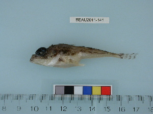  ( - BEAU2011-141a)  @13 [ ] Copyright (2012) C. W. Mecklenburg Point Stephens Research