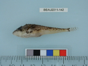  ( - BEAU2011-142a)  @13 [ ] Copyright (2012) C. W. Mecklenburg Point Stephens Research