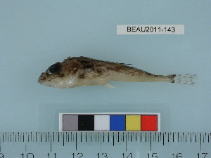  ( - BEAU2011-143a)  @13 [ ] Copyright (2012) C. W. Mecklenburg Point Stephens Research