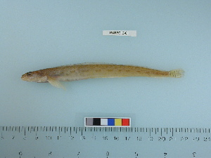  ( - PSRBC12-01)  @13 [ ] Copyright (2012) C. W. Mecklenburg Point Stephens Research
