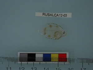  ( - RUSALCA12-03)  @13 [ ] Copyright (2012) C. W. Mecklenburg Point Stephens Research