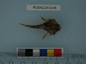  ( - RUSALCA12-04)  @12 [ ] Copyright (2012) C. W. Mecklenburg Point Stephens Research