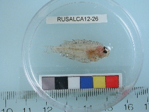  ( - RUSALCA12-26)  @13 [ ] Copyright (2012) C. W. Mecklenburg Point Stephens Research