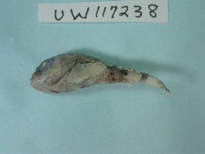  ( - UW117238)  @12 [ ] Copyright (2013) C. W. Mecklenburg Point Stephens Research