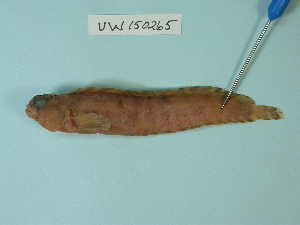  ( - UW150265)  @11 [ ] Copyright (2013) C. W. Mecklenburg Point Stephens Research