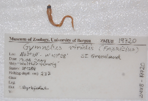  ( - ZMUB19720)  @12 [ ] Copyright (2012) University Museum of Bergen University of Bergen