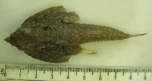  (Malthopsis tiarella - ADC11_104.8 #4)  @11 [ ] CreativeCommons - Attribution (2011) Allan D. Connell Centre for Biodiversity Genomics