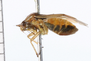  ( - 06-PROBE-0016)  @13 [ ] CreativeCommons - Attribution (2009) CBG Photography Group Centre for Biodiversity Genomics