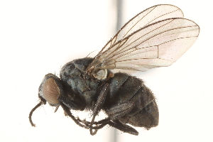  (Limnospila - 10PROBE-15397)  @15 [ ] CreativeCommons - Attribution (2015) CBG Photography Group Centre for Biodiversity Genomics