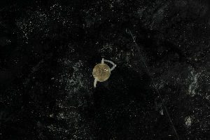  ( - jr275_51)  @12 [ ] CreativeCommons - Attribution Non-Commercial Share-Alike (2012) Chester Sands British Antarctic Survey