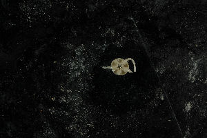  ( - jr275_51)  @12 [ ] CreativeCommons - Attribution Non-Commercial Share-Alike (2012) Chester Sands British Antarctic Survey