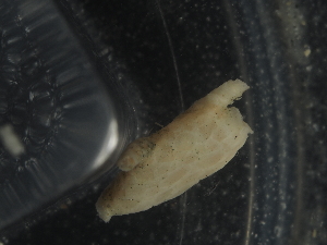  ( - JR144_584.1.4)  @11 [ ] CreativeCommons - Attribution Share-Alike (2024) Chester Sands British Antarctic Survey