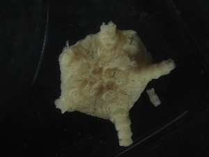  ( - JR144_584.1.4)  @11 [ ] CreativeCommons - Attribution Share-Alike (2024) Chester Sands British Antarctic Survey