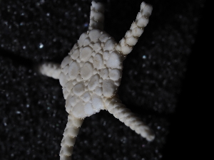  ( - JR179_767.01)  @11 [ ] CreativeCommons - Attribution Share-Alike (2024) Chester Sands British Antarctic Survey