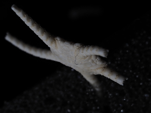  ( - JR179_767.01)  @11 [ ] CreativeCommons - Attribution Share-Alike (2024) Chester Sands British Antarctic Survey