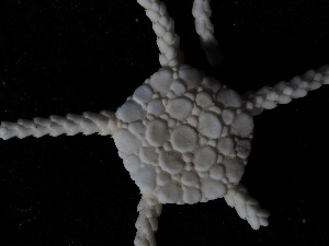  ( - JR179_767.01)  @11 [ ] CreativeCommons - Attribution Share-Alike (2024) Chester Sands British Antarctic Survey