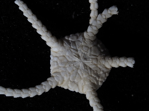  ( - JR179_767.01)  @11 [ ] CreativeCommons - Attribution Share-Alike (2024) Chester Sands British Antarctic Survey