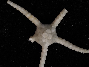  ( - JR18003_34.46)  @11 [ ] CreativeCommons - Attribution Share-Alike (2021) Chester Sands British Antarctic Survey